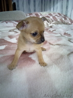 Чихуахуа щенки 1.5 месяца - Изображение #5, Объявление #1348249