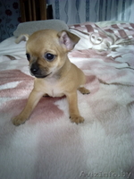 Чихуахуа щенки 1.5 месяца - Изображение #6, Объявление #1348249