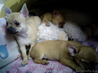 Чихуахуа щенки 1.5 месяца - Изображение #8, Объявление #1348249