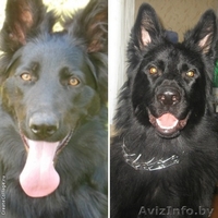 немецкая  овчарка - Изображение #2, Объявление #1357757