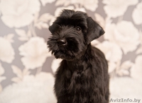 Девочки ризеншнауцера  - Изображение #1, Объявление #1356847