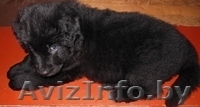  немецкая  овчарка - Изображение #1, Объявление #1357757
