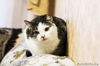 Кошка в добрые руки - Изображение #3, Объявление #1357404