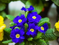 Примула на 8 марта - Изображение #2, Объявление #1372772