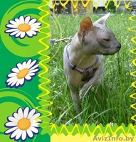Вязка донской сфинкс - Изображение #1, Объявление #1403509