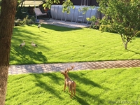 Монтаж систем автоматического полива | Продажа композитных бассейнов - Изображение #2, Объявление #1429988