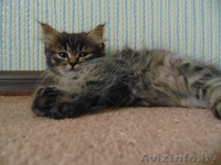 Которебёнок в поисках семьи! - Изображение #1, Объявление #1455902