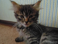 Которебёнок в поисках семьи! - Изображение #2, Объявление #1455902