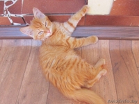 Рыжий красавец ищет дом - Изображение #2, Объявление #1471140