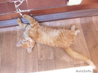 Рыжий красавец ищет дом - Изображение #3, Объявление #1471140