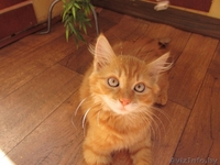 Рыжий красавец ищет дом - Изображение #1, Объявление #1471140