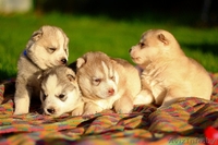 настоящие хаски щенки, недорого - Изображение #3, Объявление #1488916