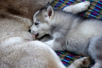 настоящие хаски щенки, недорого - Изображение #6, Объявление #1488916