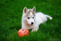 настоящие хаски щенки, недорого - Изображение #7, Объявление #1488916