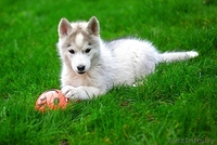 малыши хаски ждут своего хозяина - Изображение #1, Объявление #1488918