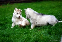 малыши хаски ждут своего хозяина - Изображение #4, Объявление #1488918