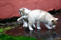 малыши хаски ждут своего хозяина - Изображение #5, Объявление #1488918