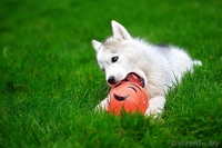 малыши хаски ждут своего хозяина - Изображение #6, Объявление #1488918