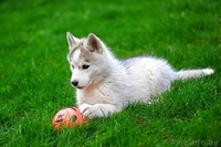 малыши хаски ждут своего хозяина - Изображение #8, Объявление #1488918