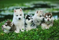 высокопородные малыши хаски из питомника - Изображение #2, Объявление #1488919