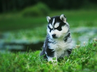 высокопородные малыши хаски из питомника - Изображение #3, Объявление #1488919