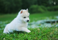 высокопородные малыши хаски из питомника - Изображение #6, Объявление #1488919