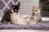 хаски в Гомеле - Изображение #2, Объявление #1488920