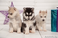 хаски в Гомеле - Изображение #4, Объявление #1488920