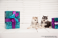 хаски в Гомеле - Изображение #5, Объявление #1488920