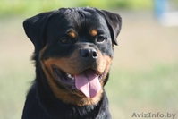 Щенки ротвейлера от элитных производителей. Питомник КСУ-FCI "TEREN"  - Изображение #5, Объявление #1512083