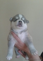 ЩЕНКИ ПОРОДЫ СИБИРСКАЯ ХАСКИ - Изображение #1, Объявление #1509660