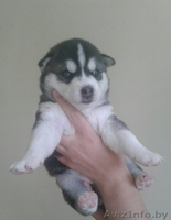 ЩЕНКИ ПОРОДЫ СИБИРСКАЯ ХАСКИ - Изображение #2, Объявление #1509660