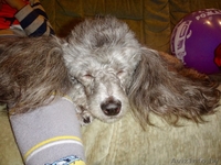 Прекрасные щенки карликового пуделя ждут своих новых хозяев - Изображение #3, Объявление #1513980