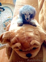 Прекрасные щенки карликового пуделя ждут своих новых хозяев - Изображение #2, Объявление #1513980