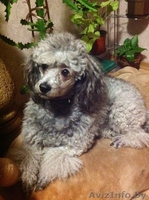 Прекрасные щенки карликового пуделя ждут своих новых хозяев - Изображение #1, Объявление #1513980