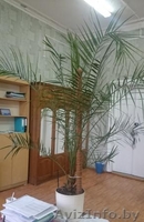 пальма финиковая - Изображение #2, Объявление #1537980