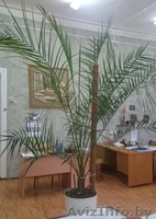 пальма финиковая - Изображение #3, Объявление #1537980
