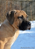 Южноафриканский Бурбуль в Беларуси - Изображение #1, Объявление #1536595