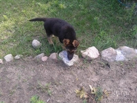 Продажа щенка овчарки - Изображение #3, Объявление #1576677