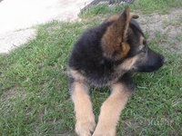 Продажа щенка овчарки - Изображение #1, Объявление #1576677