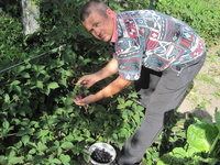 Ежевика - Изображение #2, Объявление #1587100