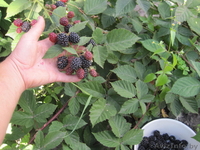 Ежевика - Изображение #1, Объявление #1587100