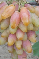 Купить саженцы и черенки винограда в Беларуси . - Изображение #3, Объявление #1052417