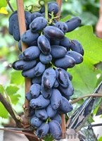 Купить саженцы и черенки винограда в Беларуси . - Изображение #7, Объявление #1052417