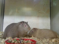 Морские свинки - Изображение #1, Объявление #1639568