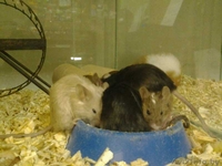 Мыши Декоративные Домашние - Изображение #1, Объявление #1639574