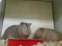 Морские свинки - Изображение #2, Объявление #1639568