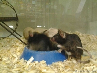 Мыши Декоративные Домашние - Изображение #3, Объявление #1639574