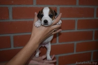 Щенки Парсон Рассел Терьер - Изображение #1, Объявление #1638240