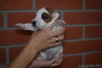 Щенки Парсон Рассел Терьер - Изображение #2, Объявление #1638240